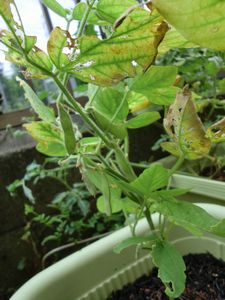 2011edamame.jpg