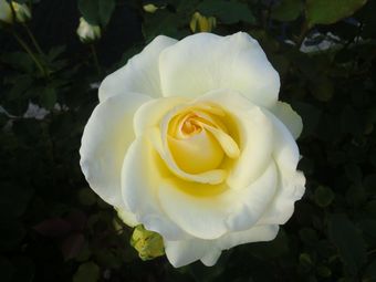 rose3.jpg