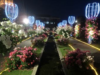 rose8.jpg