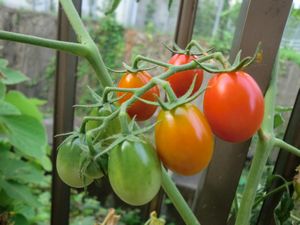 tomato2011.8.jpg